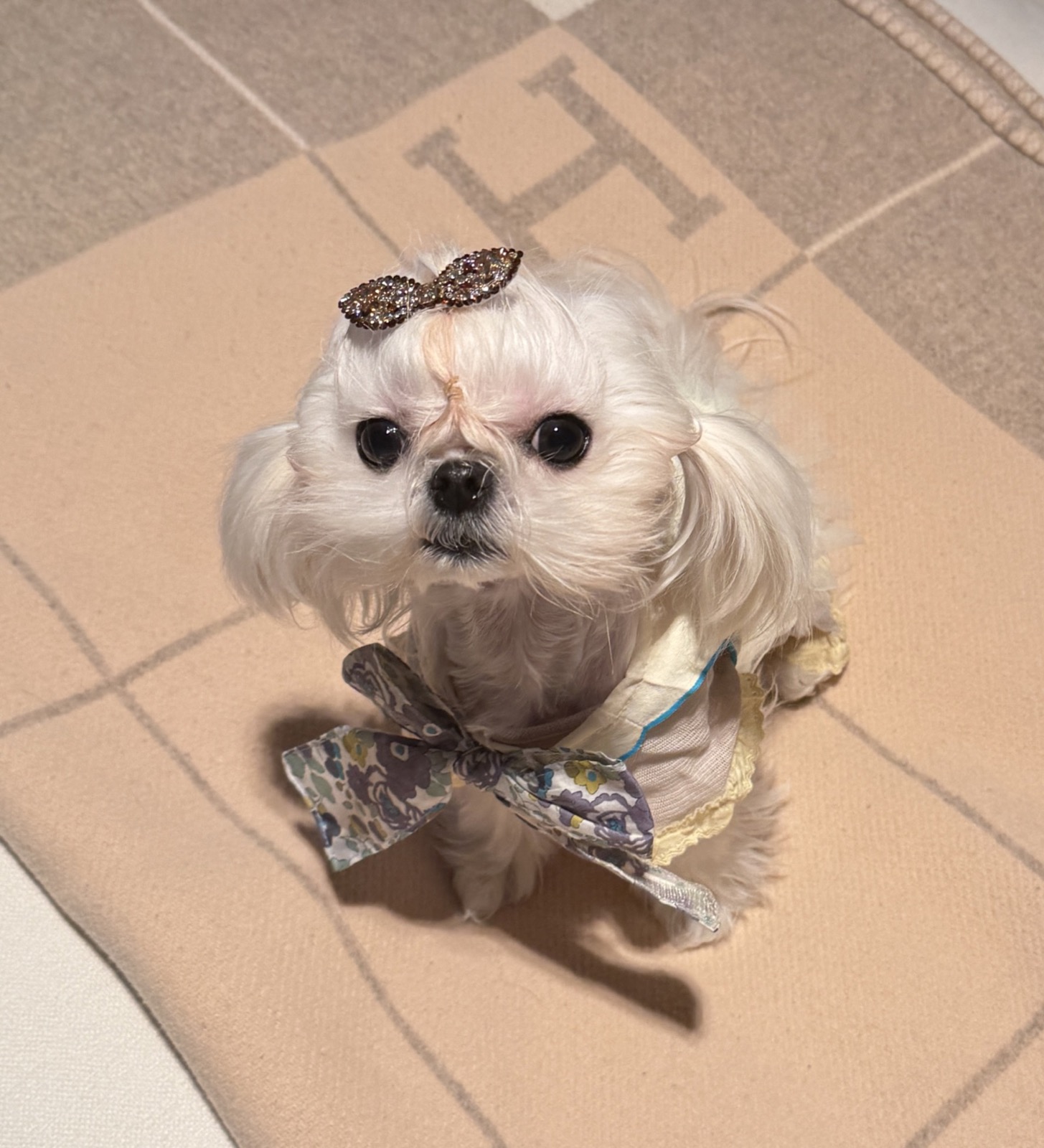 Maltese with bow on designer blanket