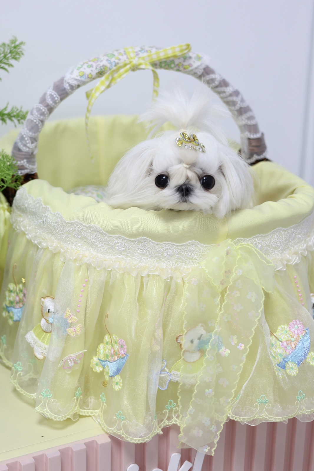 Maltese with crown in yellow lace bassinet