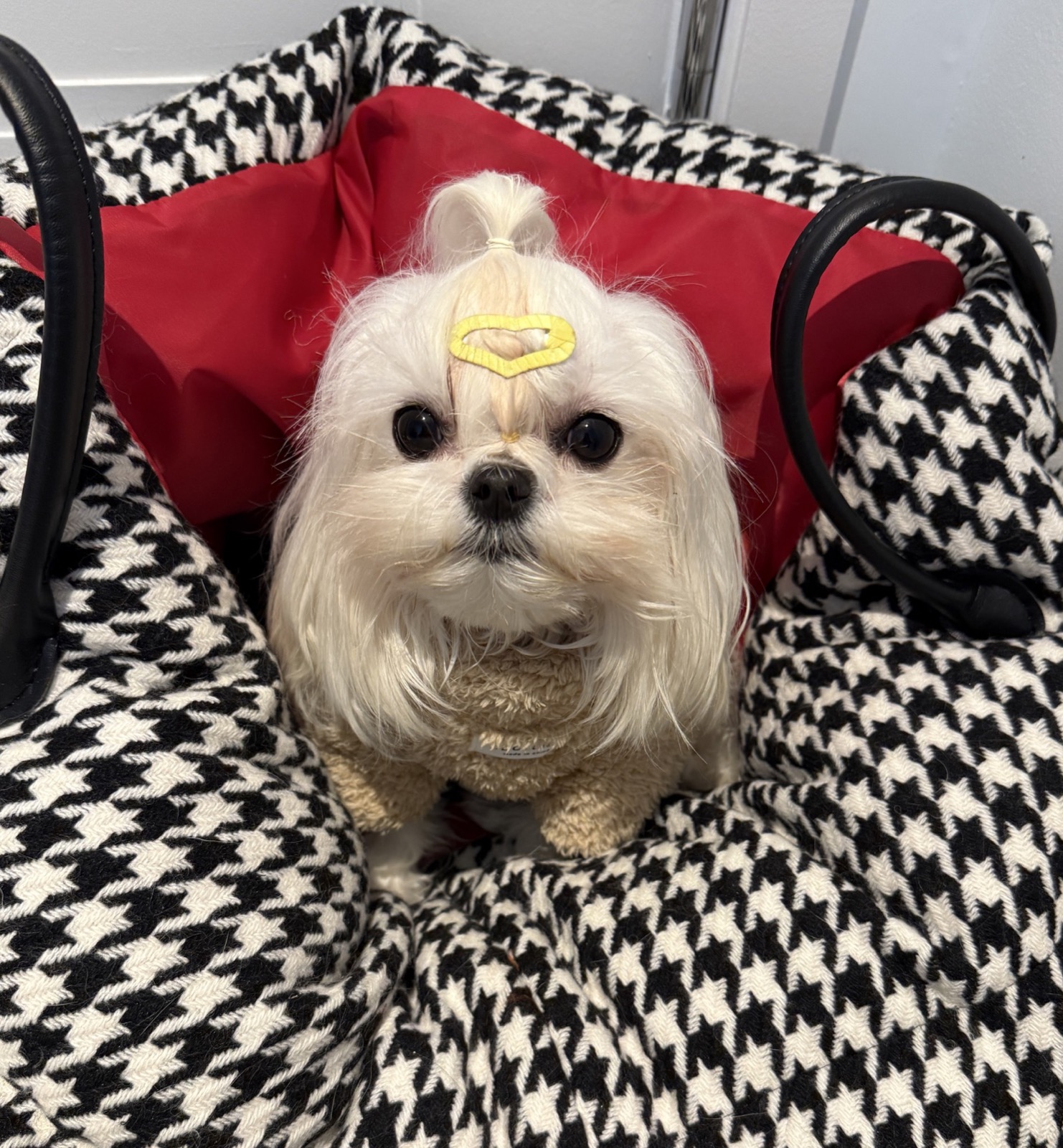 Maltese in houndstooth carrier with gold clip