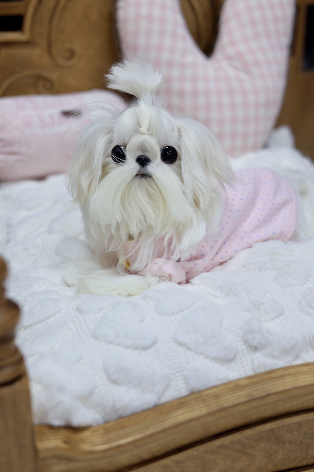 Maltese in pink pajamas on heart-patterned blanket