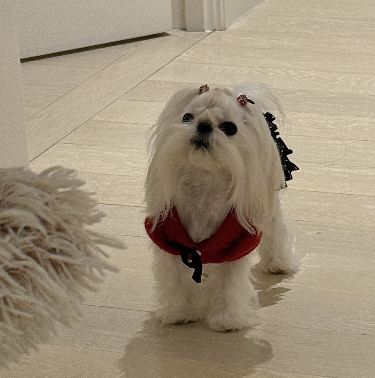 Maltese in red outfit standing on floor