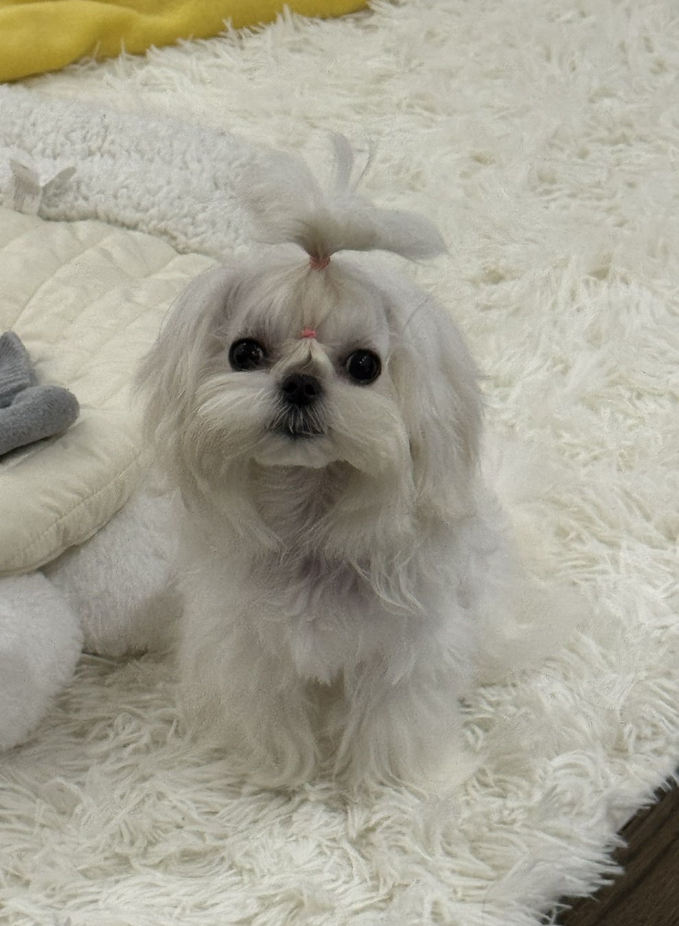 Maltese with topknot on white fur rug