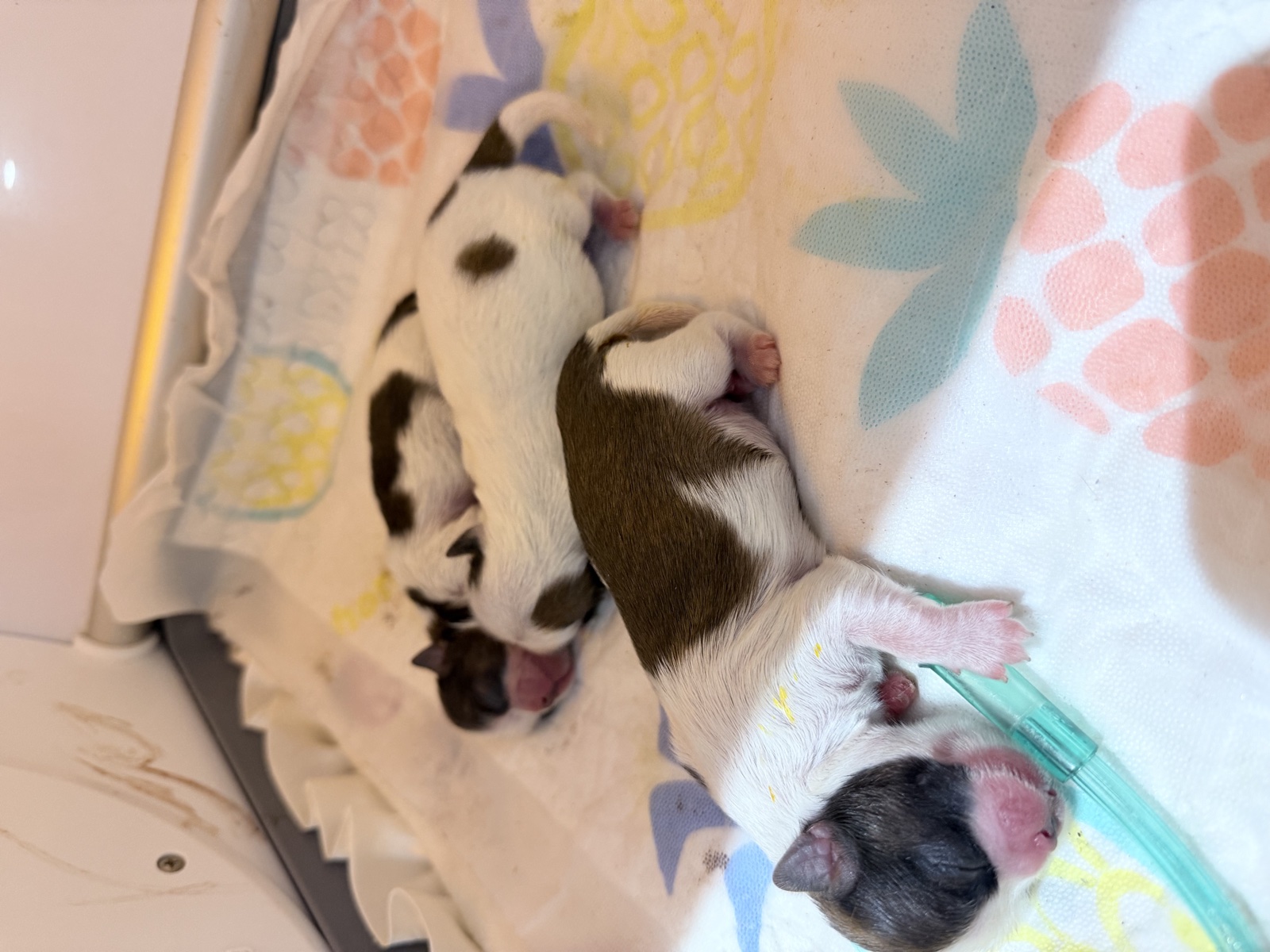 Newborn puppies nursing on floral blanket
