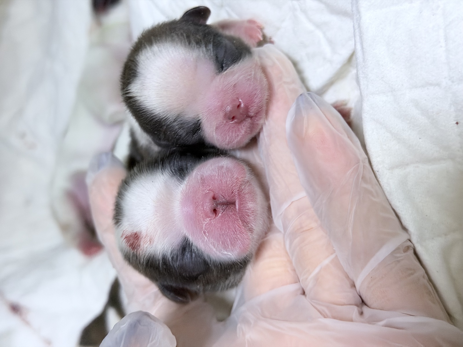Two newborn puppies sleeping peacefully