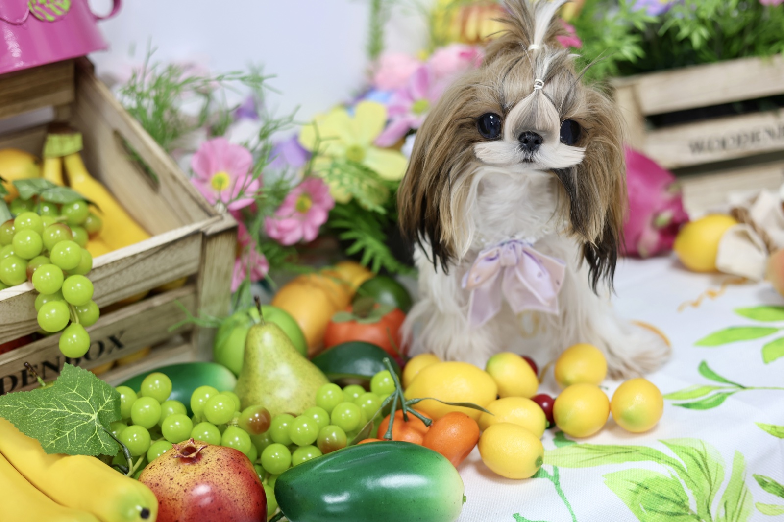 Shih Tzu with lavender bow among fruit and flowers