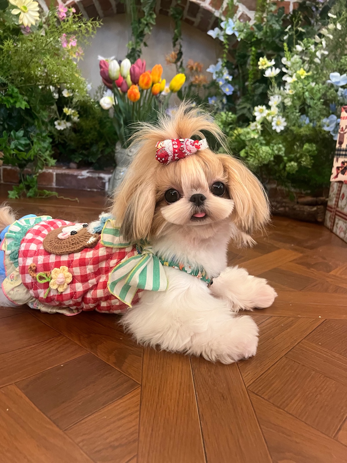 Shih Tzu in gingham dress lying on wood floor with flowers