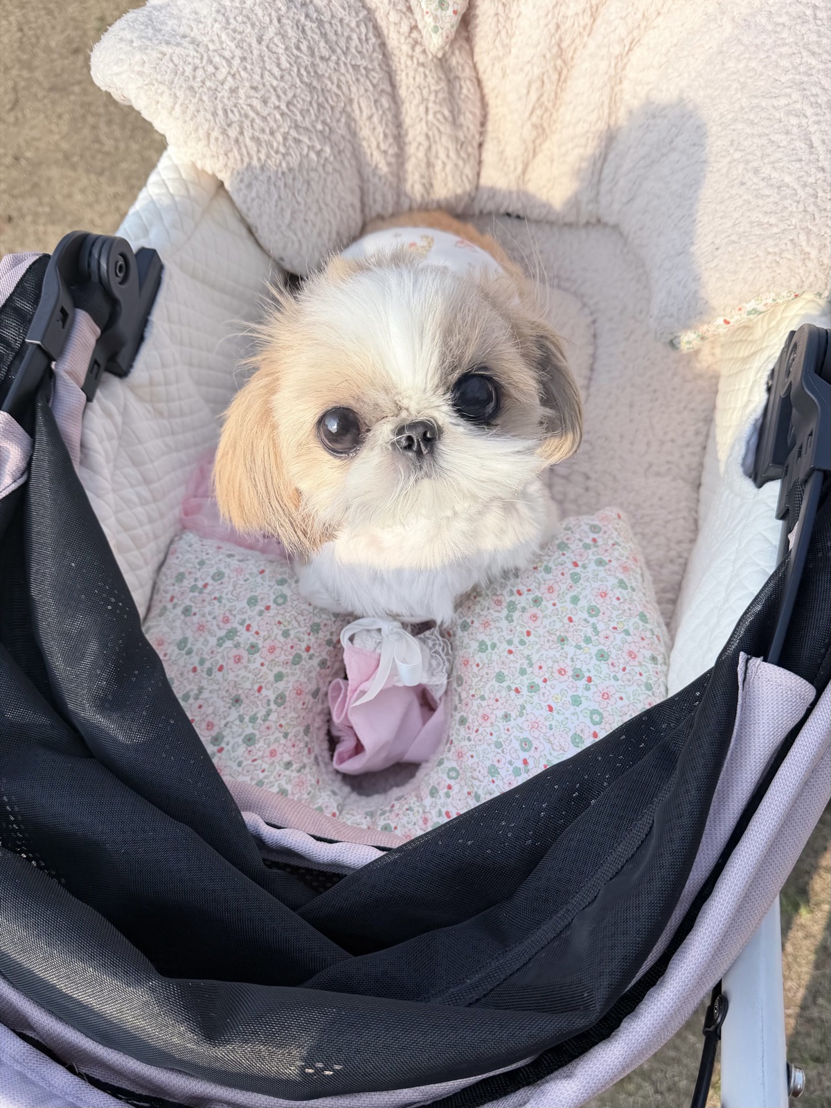 Shih Tzu puppy in pink stroller