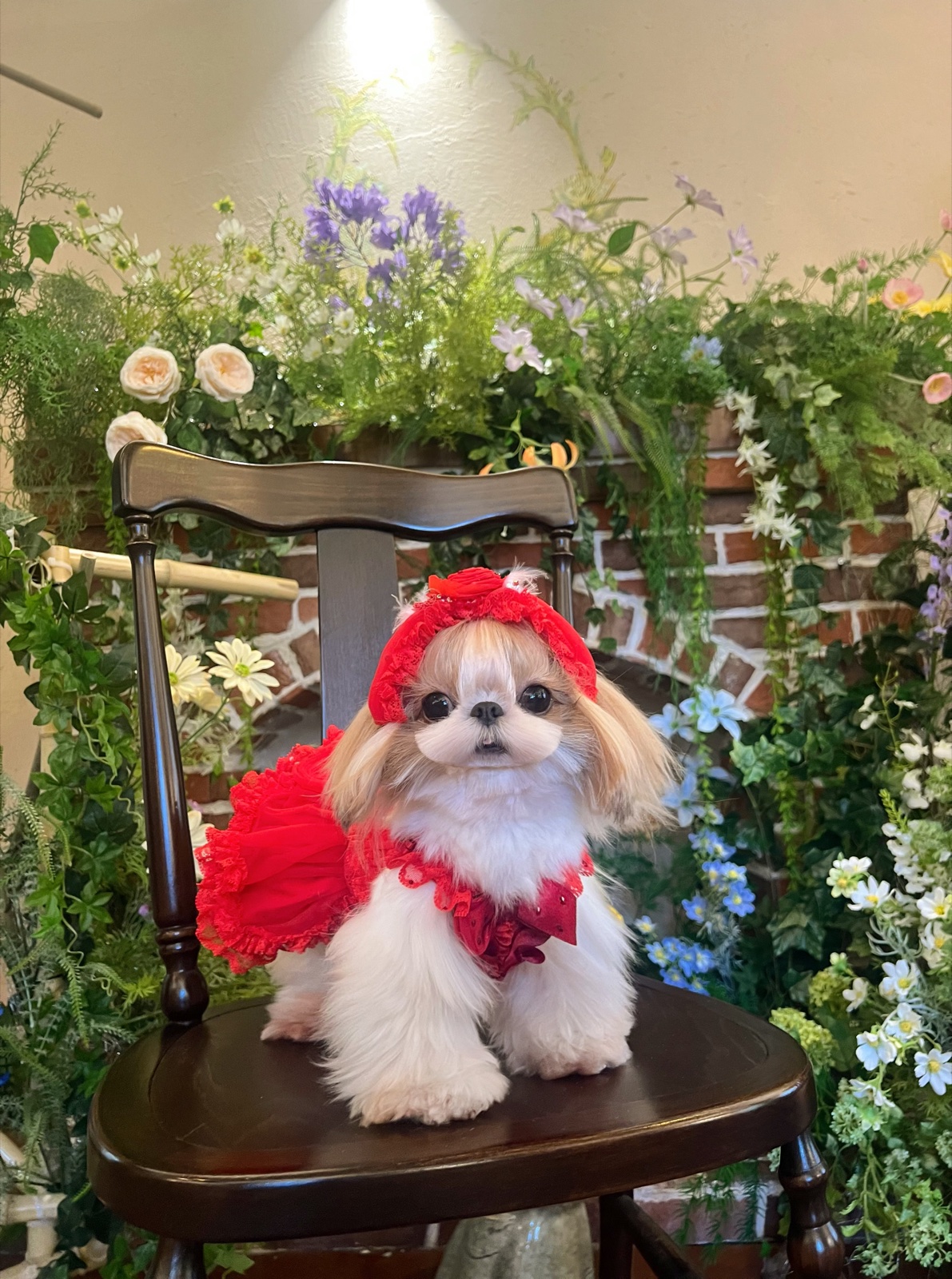 Shih Tzu in red bonnet sitting on chair with wildflowers