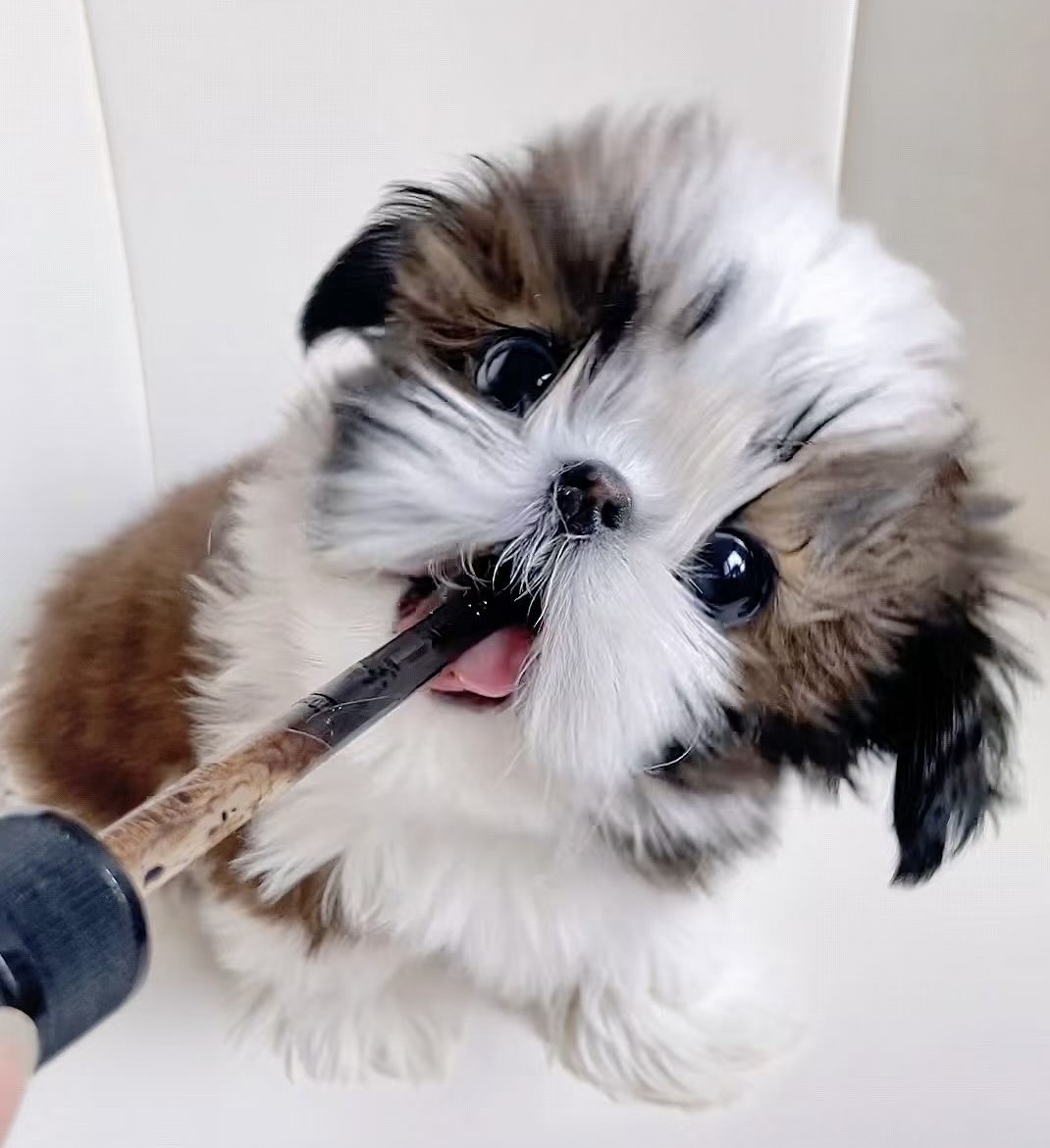Elegant Maltese portrait with full white coat