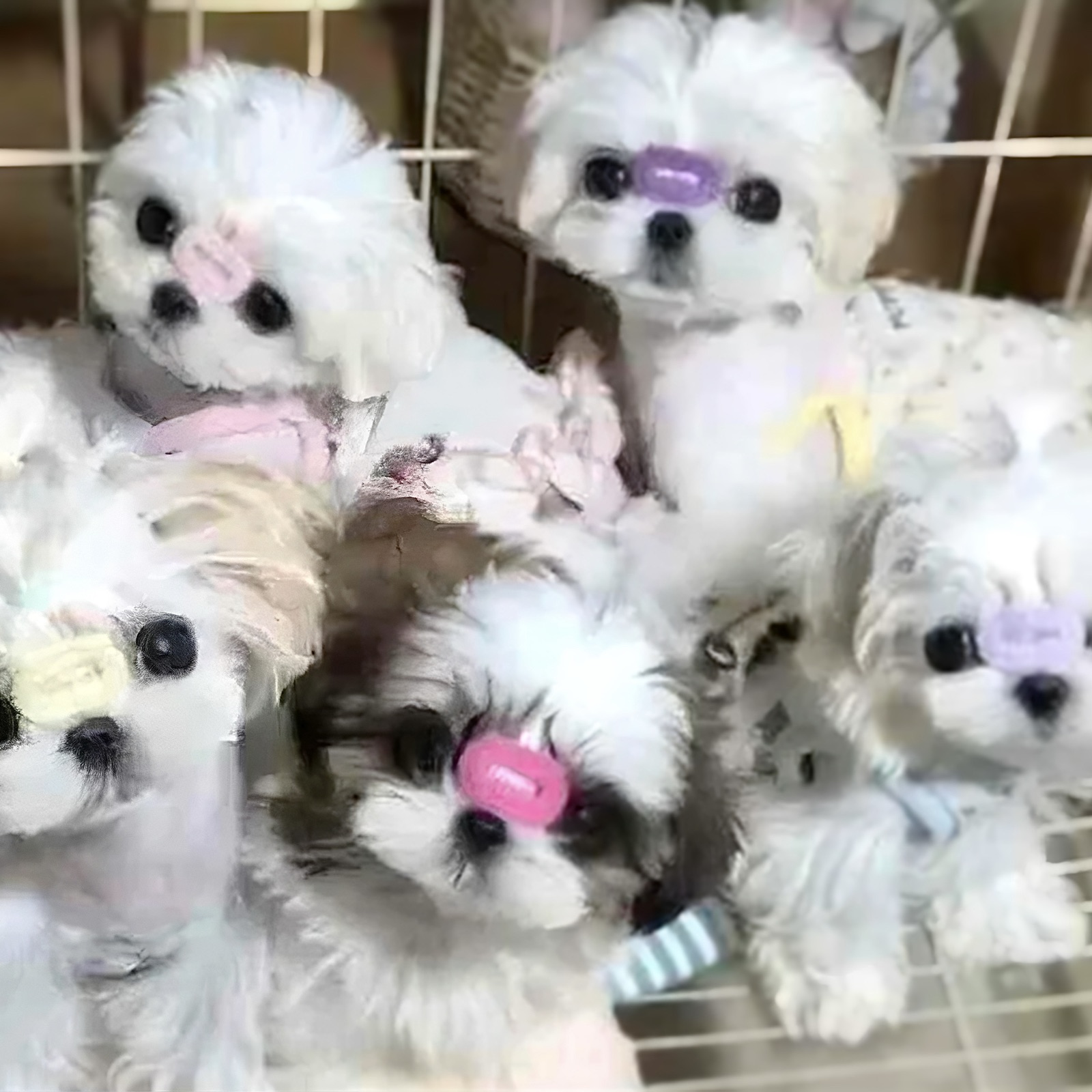 Maltese mother and puppy together on soft bedding