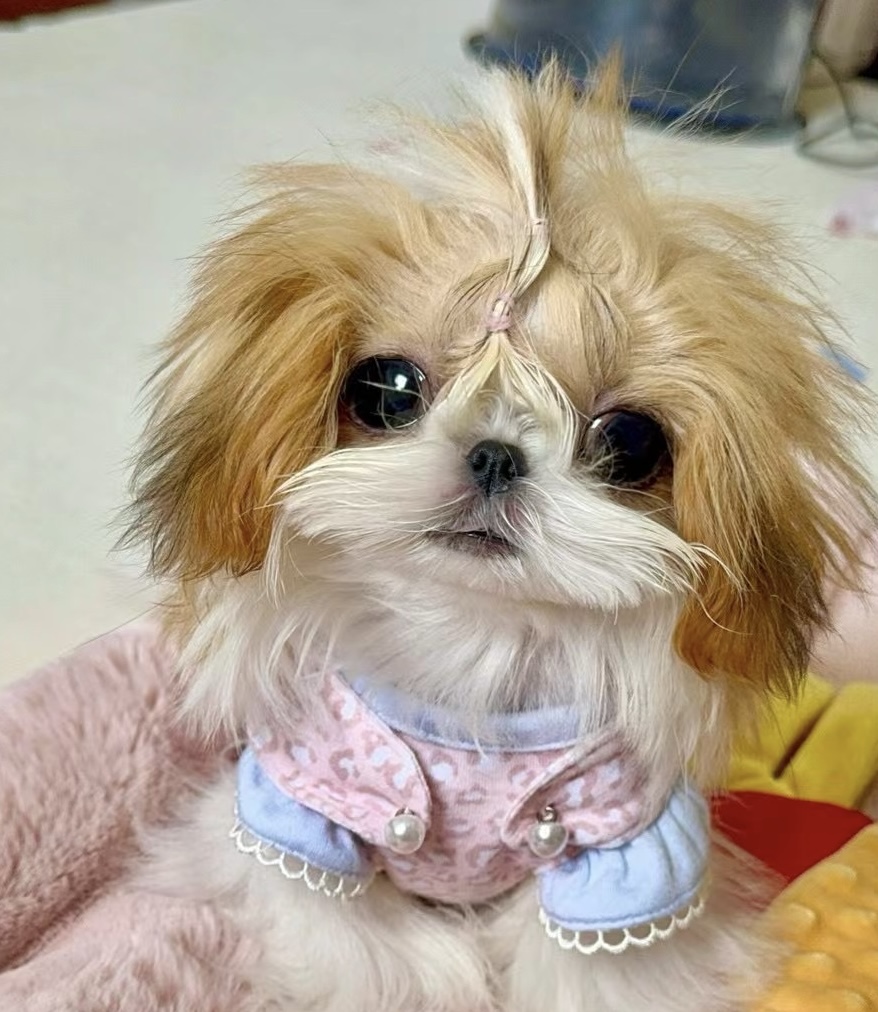 Puppy looking up with sweet curious expression