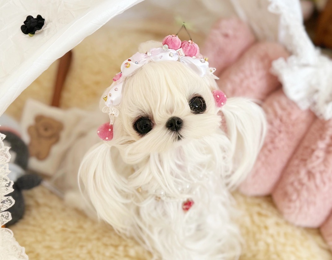 Tiny Maltese puppy curled up peacefully