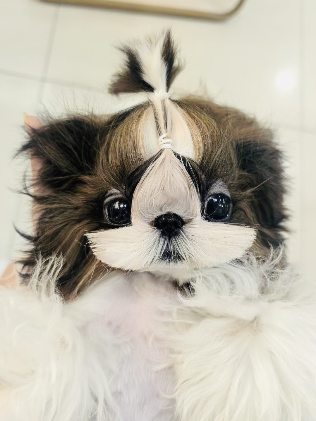 Playful Maltese puppy with round button nose