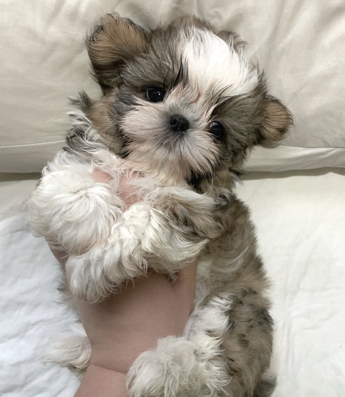 Adorable Maltese puppy
