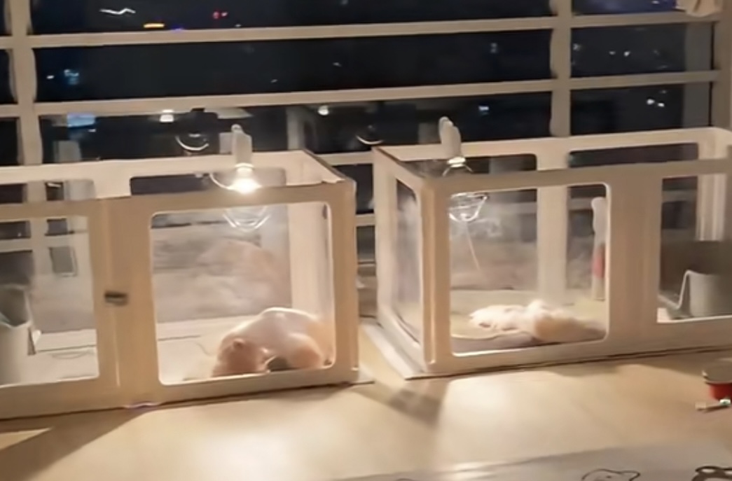 Maltese puppy close-up